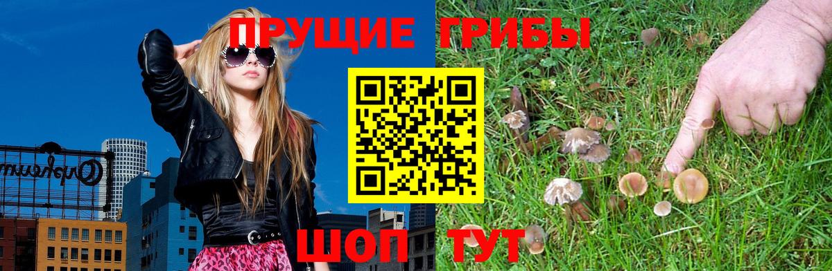 Курск  Псилоцибиновые грибы Psilocybe  Вход с VPN  Псилоцибиновые грибы Psilocybe 